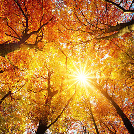 Une forêt majestueuse pour se reconnecter à la nature