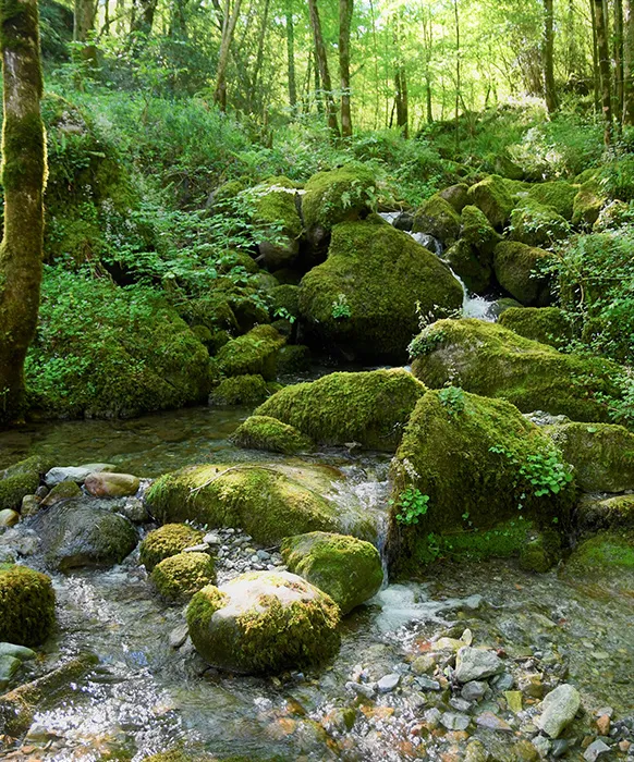 Refuges et spas perchés au bord du ruisseau